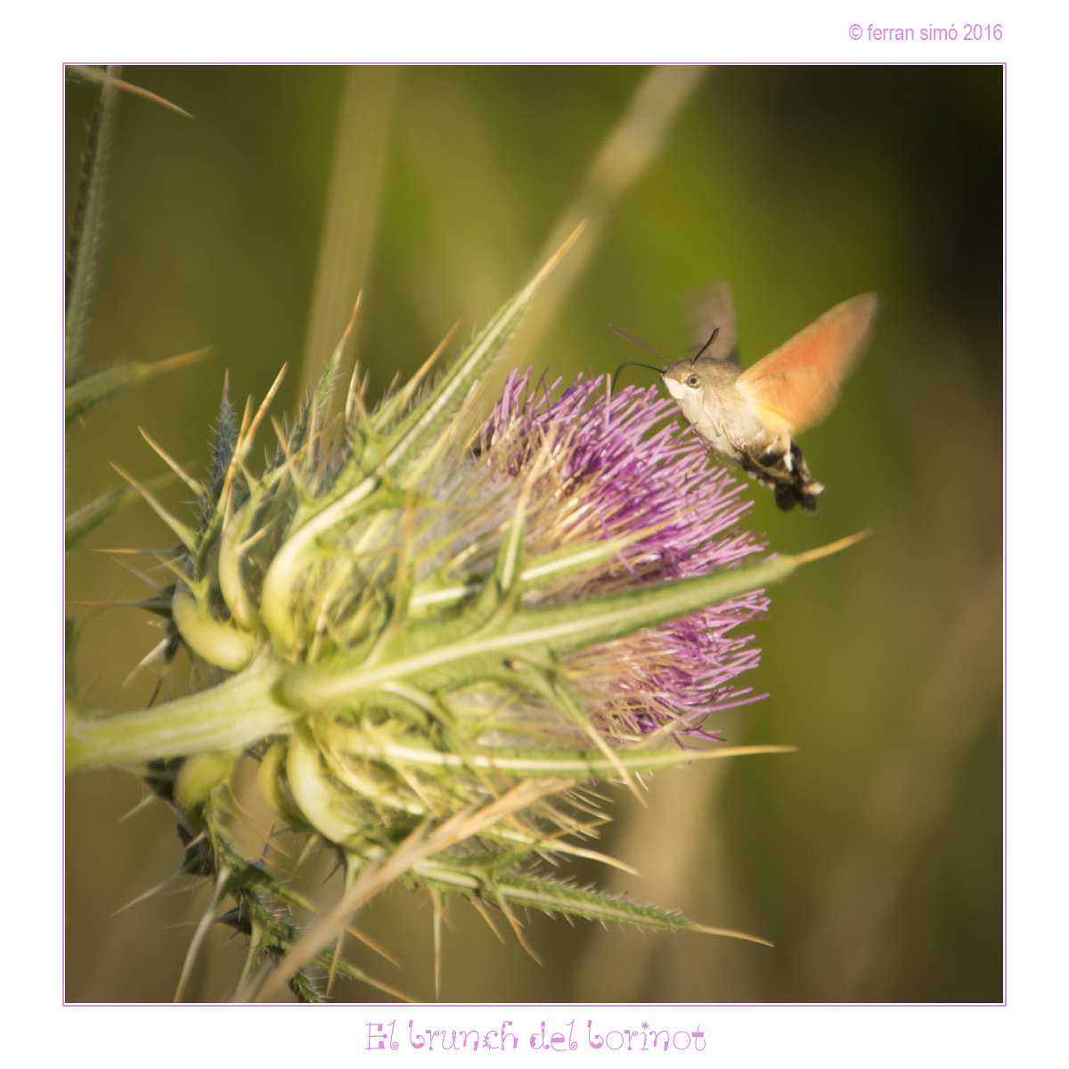 Canon EOS 60D sample photo. Borinot photography
