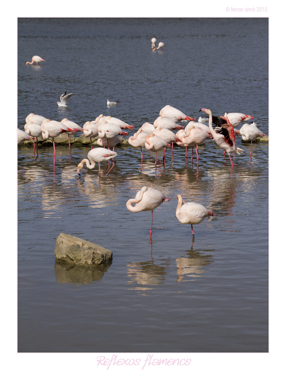 Canon EOS 60D sample photo. Reflexosflamencs photography