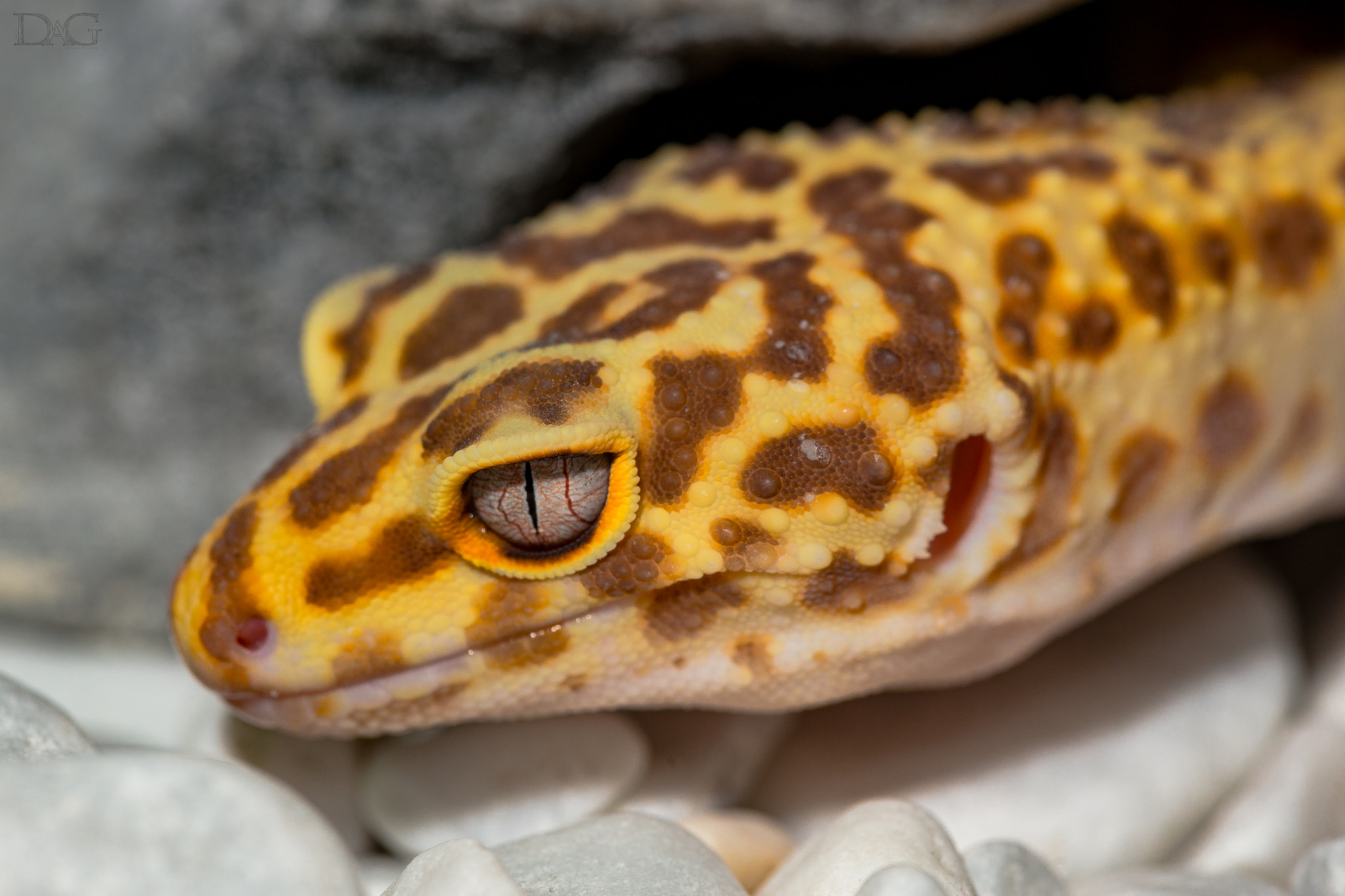 105mm F2.8 sample photo. Eublepharis macularius - 41 photography