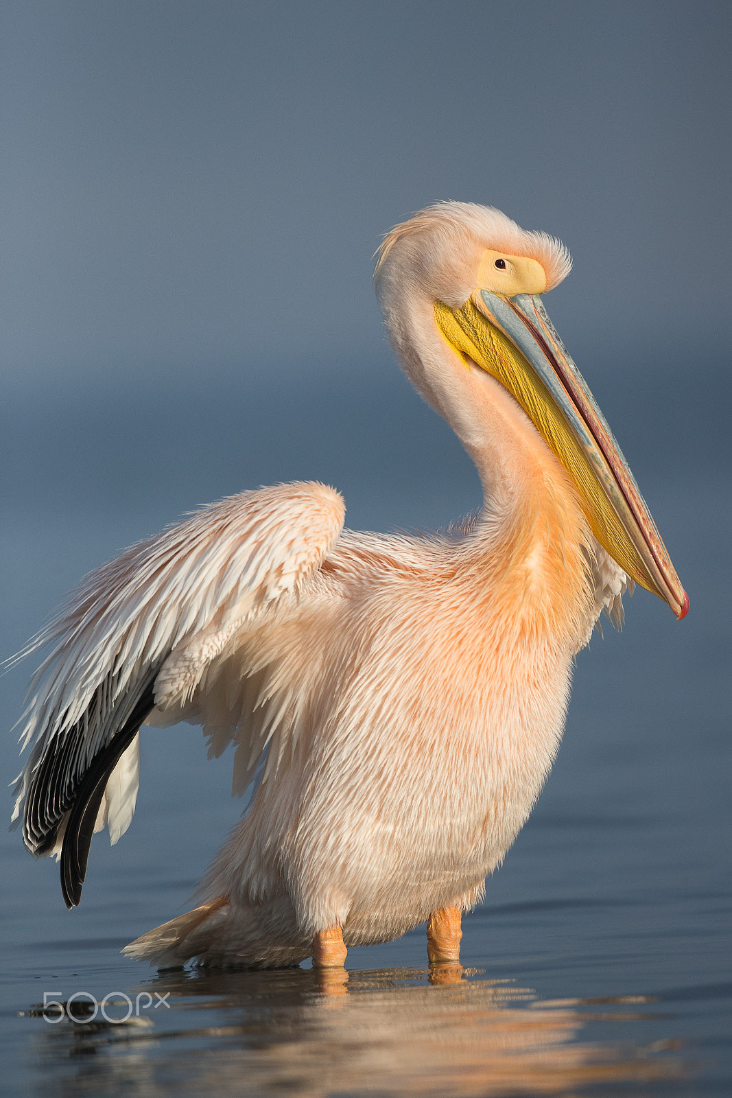 Canon EOS-1D X + Canon EF 500mm F4L IS USM sample photo. Great white pelican (pelecanus onocrotalus) photography