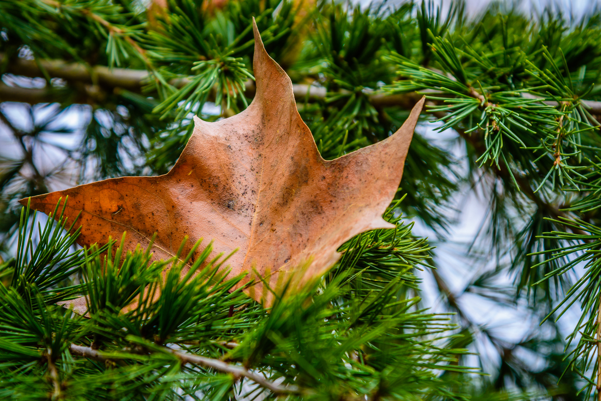Nikon AF-S Nikkor 24-120mm F4G ED VR sample photo. Dryleaf photography