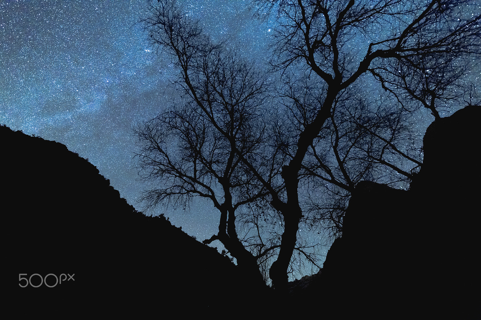 ZEISS Distagon T* 15mm F2.8 sample photo. Stars and silhouettes in zion national park photography