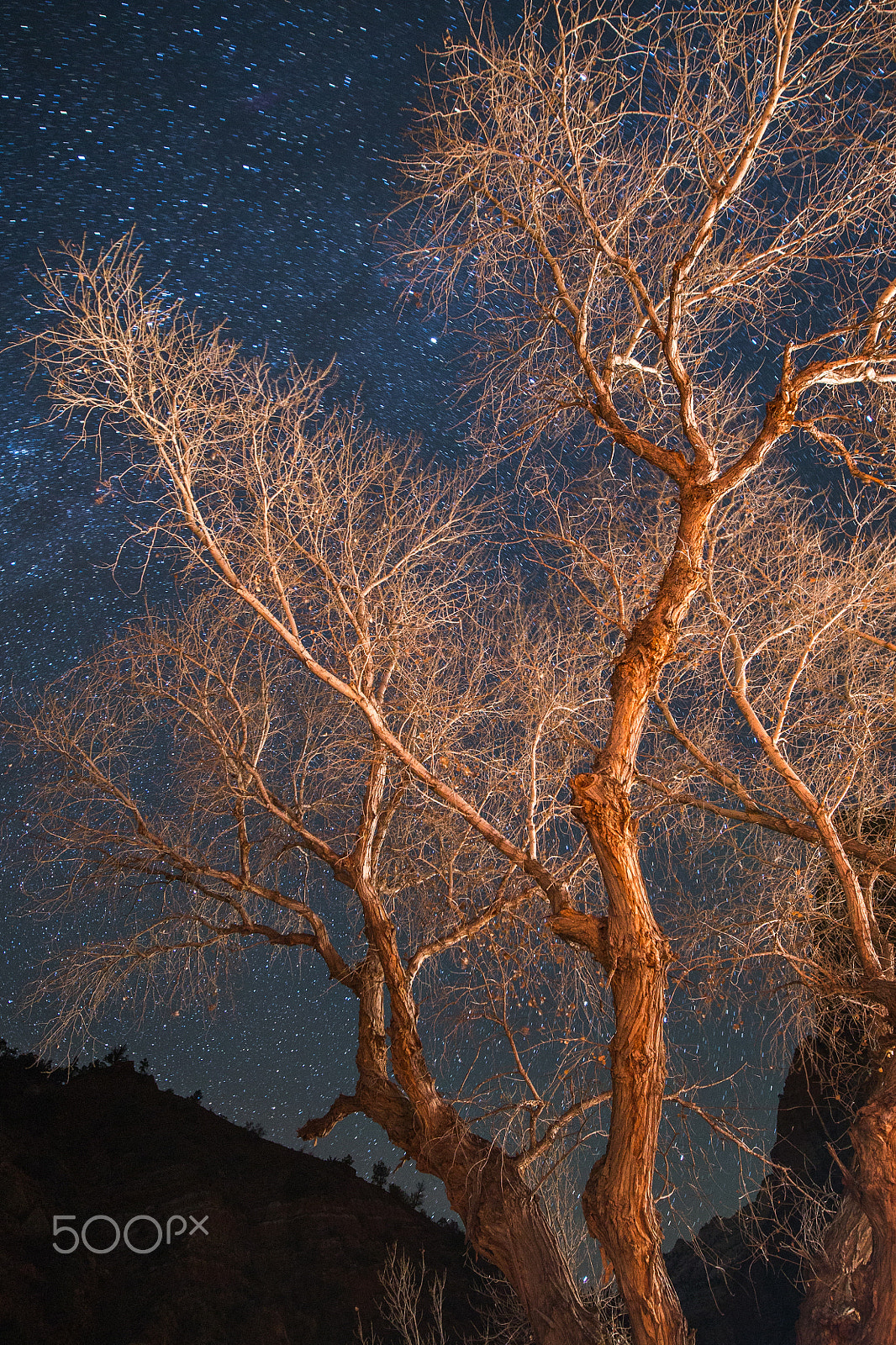 Canon EOS 6D sample photo. Stars and silhouettes in zion national park photography