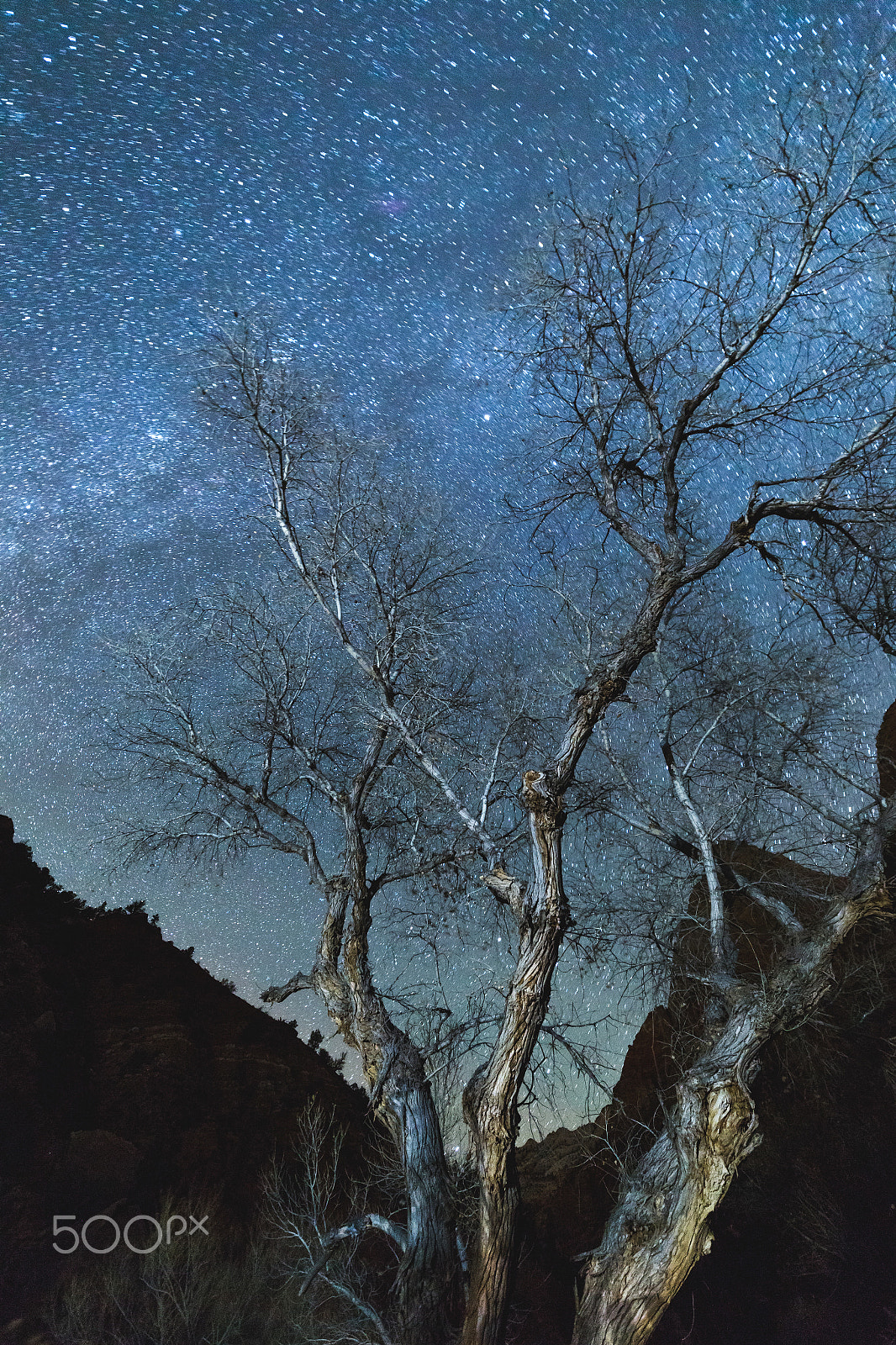 ZEISS Distagon T* 15mm F2.8 sample photo. Stars and silhouettes in zion national park photography