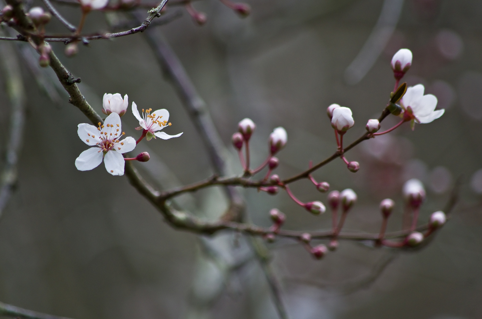 Pentax K-5 sample photo. Fleurs de cerisier  photography