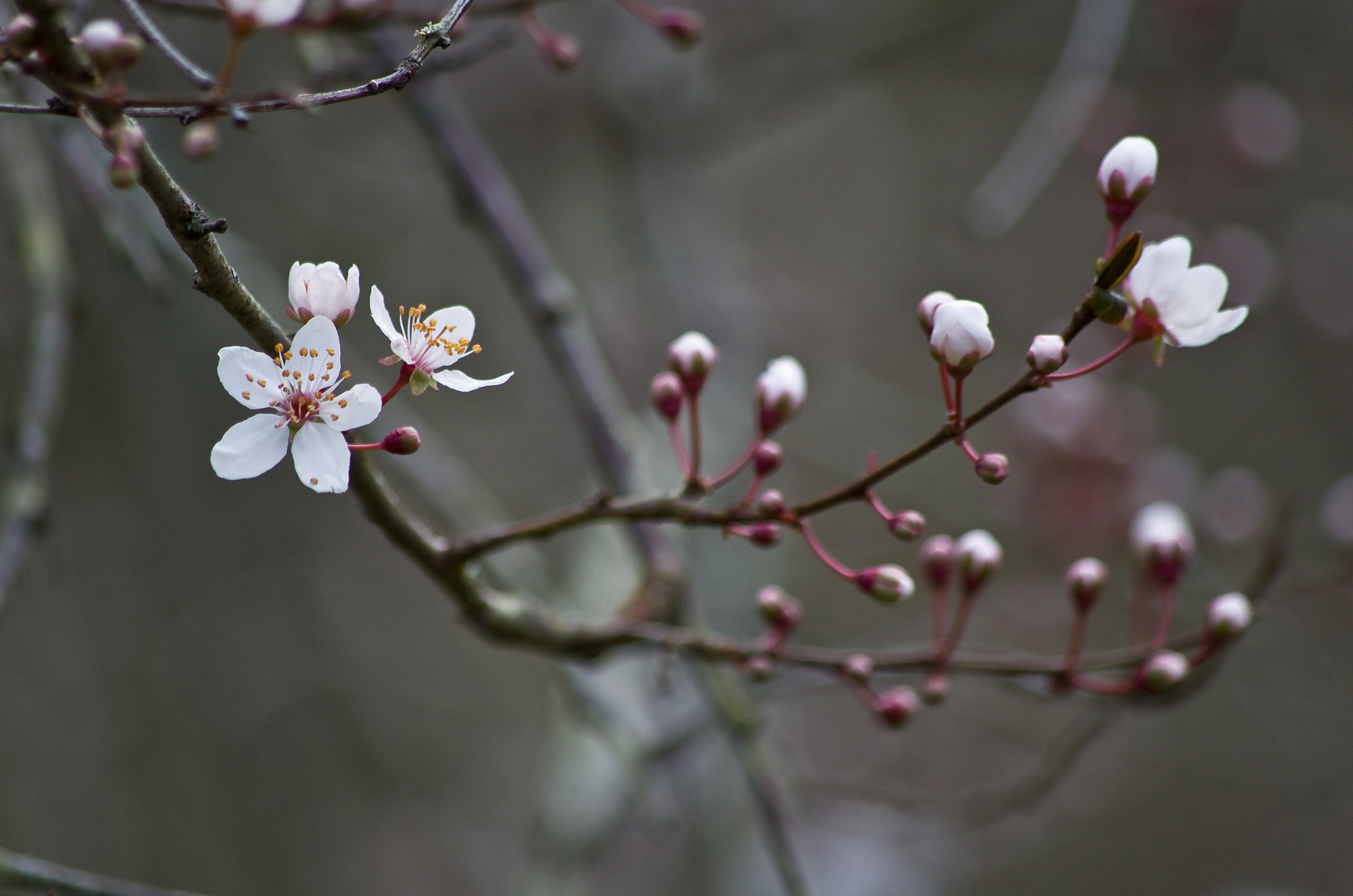 HD Pentax DA 55-300mm F4.0-5.8 ED WR sample photo. Fleurs de cerisier  photography