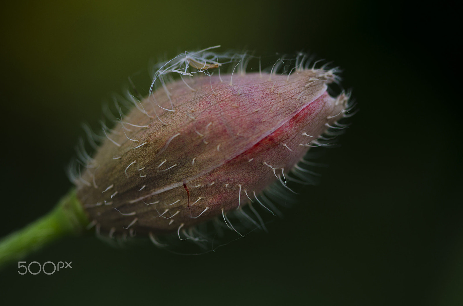 Nikon D7000 + AF Micro-Nikkor 55mm f/2.8 sample photo. Depois do nevoeiro... photography