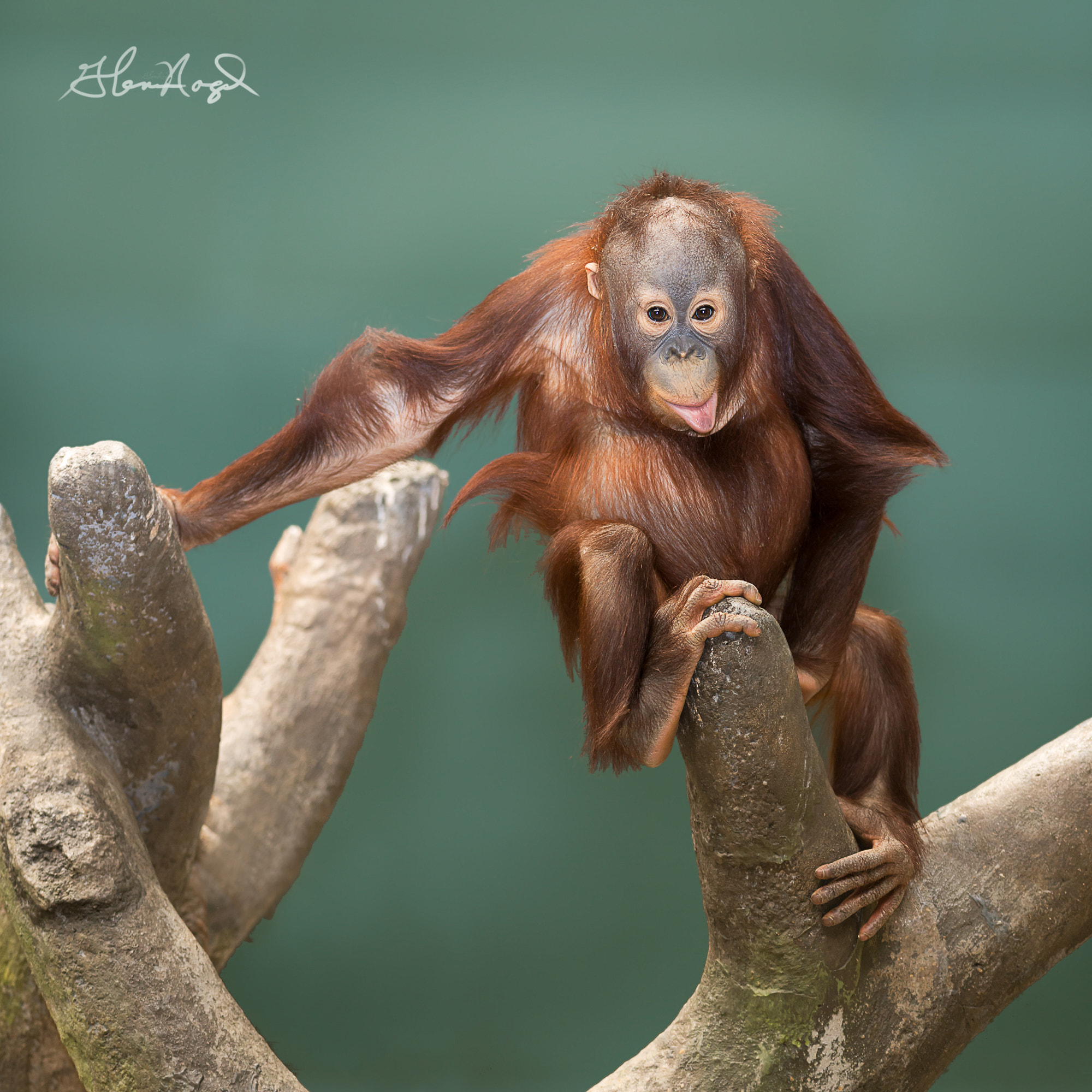 Nikon AF-S Nikkor 300mm F2.8G ED-IF VR sample photo. Orangutan photography