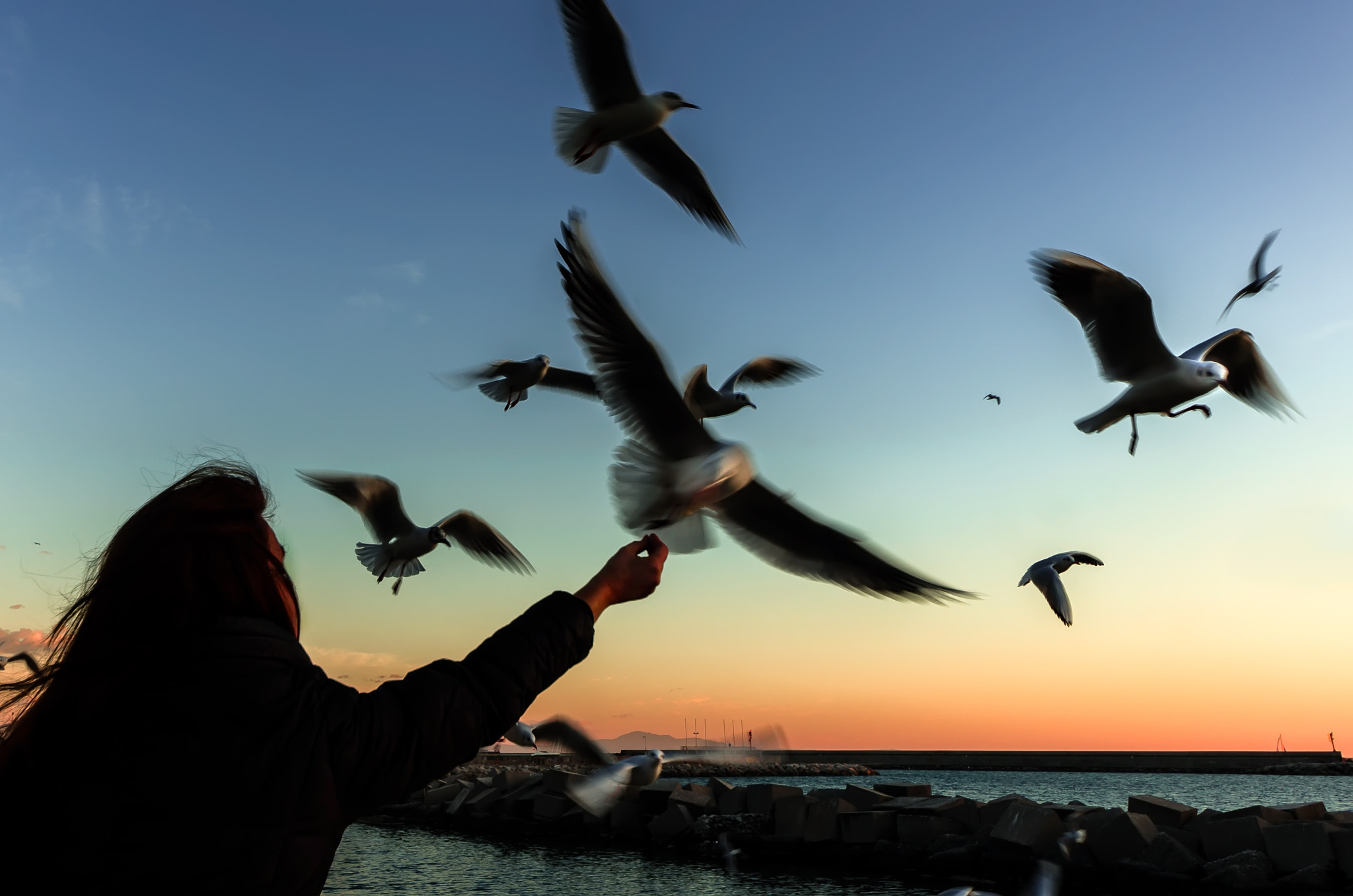 Pentax K-5 sample photo. Feeding the gulls at dusk photography