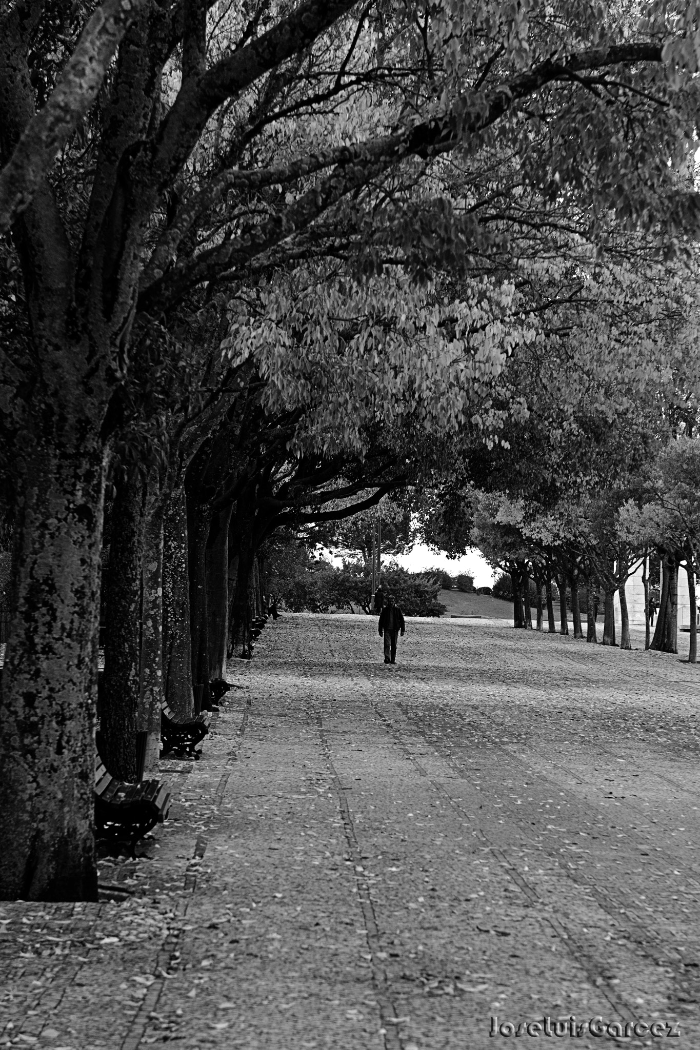 Nikon AF-S Nikkor 24-70mm F2.8G ED sample photo. The trees photography