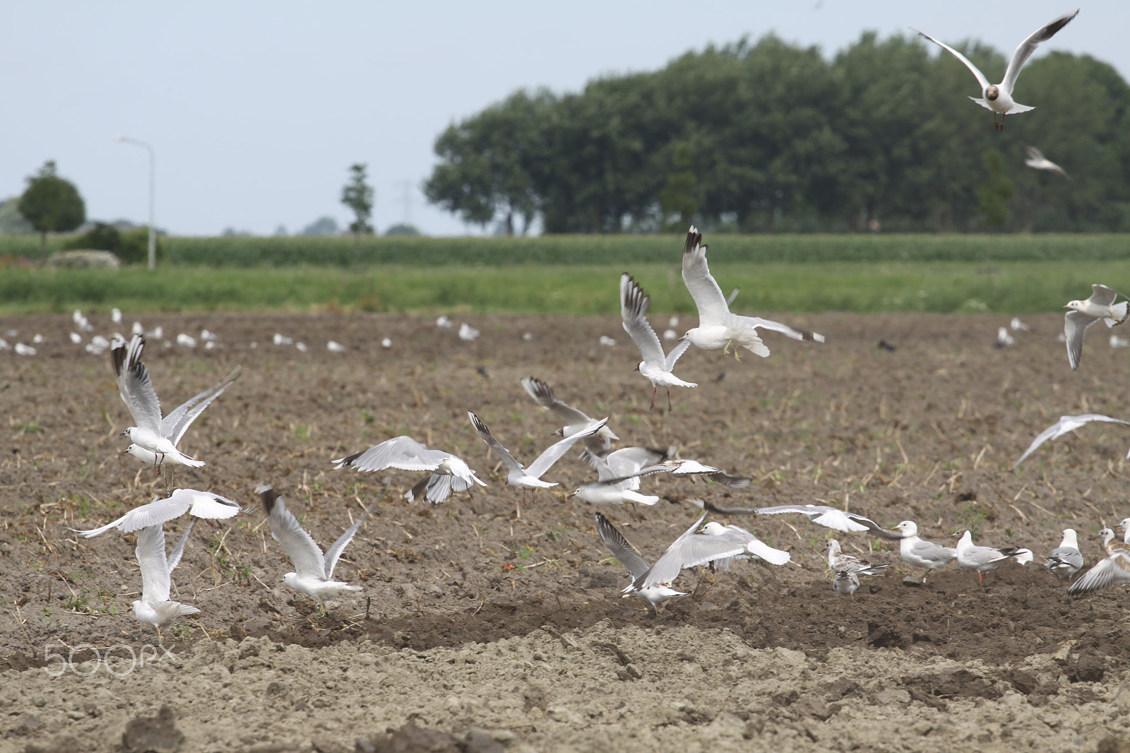 Canon EOS 50D + Canon EF 70-200mm F4L USM sample photo. Gulls searching for worms photography