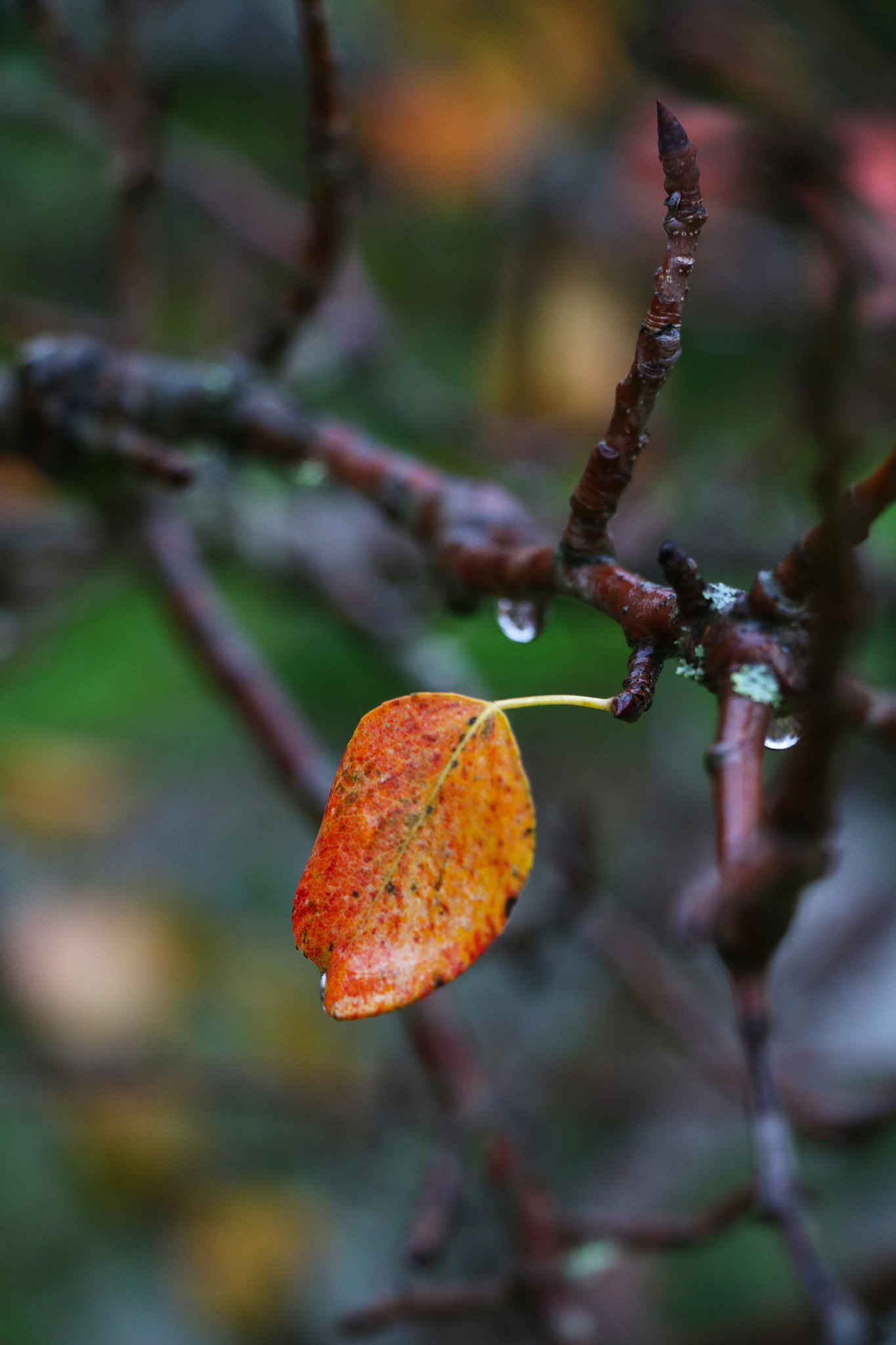 Canon EOS 760D (EOS Rebel T6s / EOS 8000D) sample photo. Raining photography