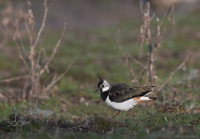 Nikon D300S sample photo. Lapwing photography