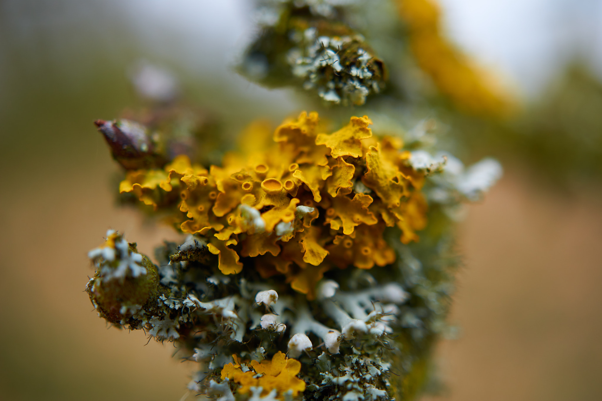 Sony E 30mm F3.5 Macro sample photo. Lichen photography