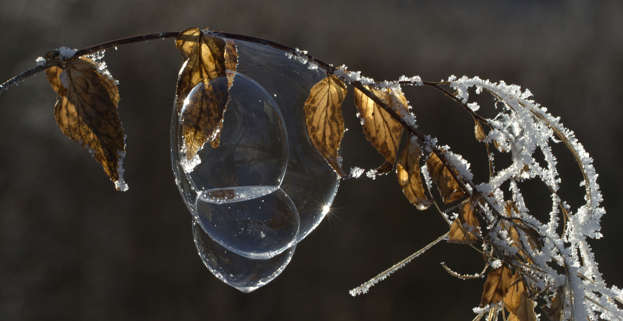 Canon EF 100mm F2.8L Macro IS USM sample photo. Soapbubbles  photography