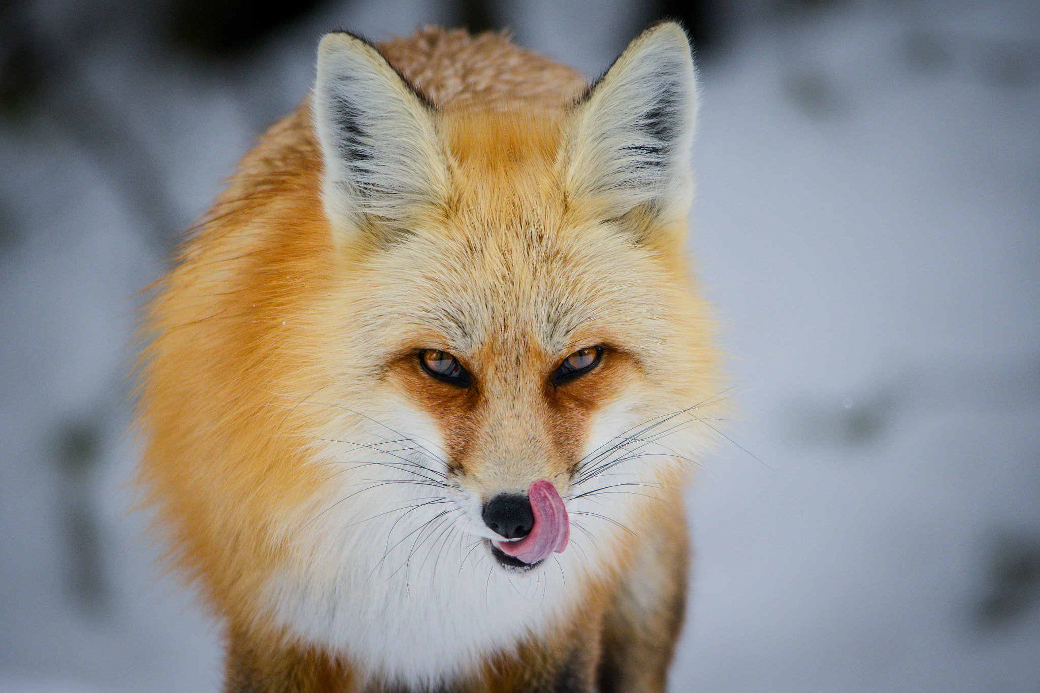 Nikon D800 sample photo. Red fox photography