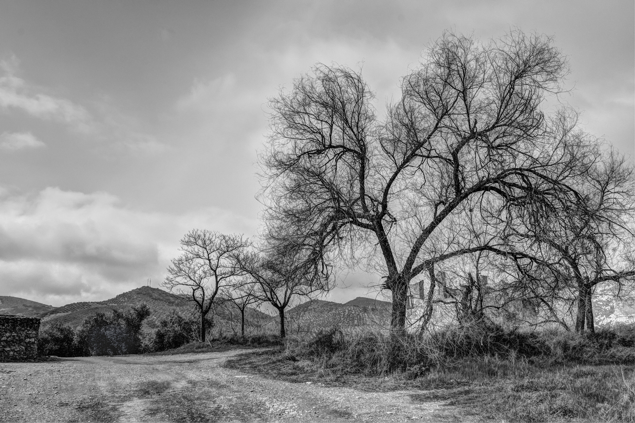Tokina AT-X Pro 12-24mm F4 (IF) DX sample photo. Más arboles... photography