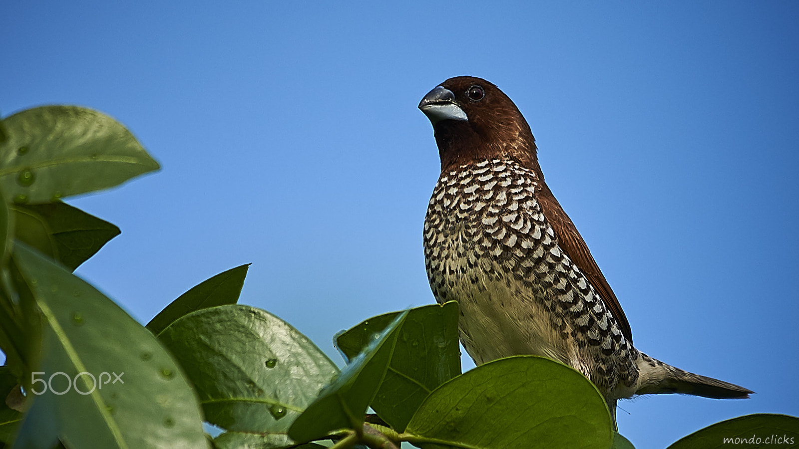 Nikon AF-S Nikkor 200-500mm F5.6E ED VR sample photo. Confidence photography