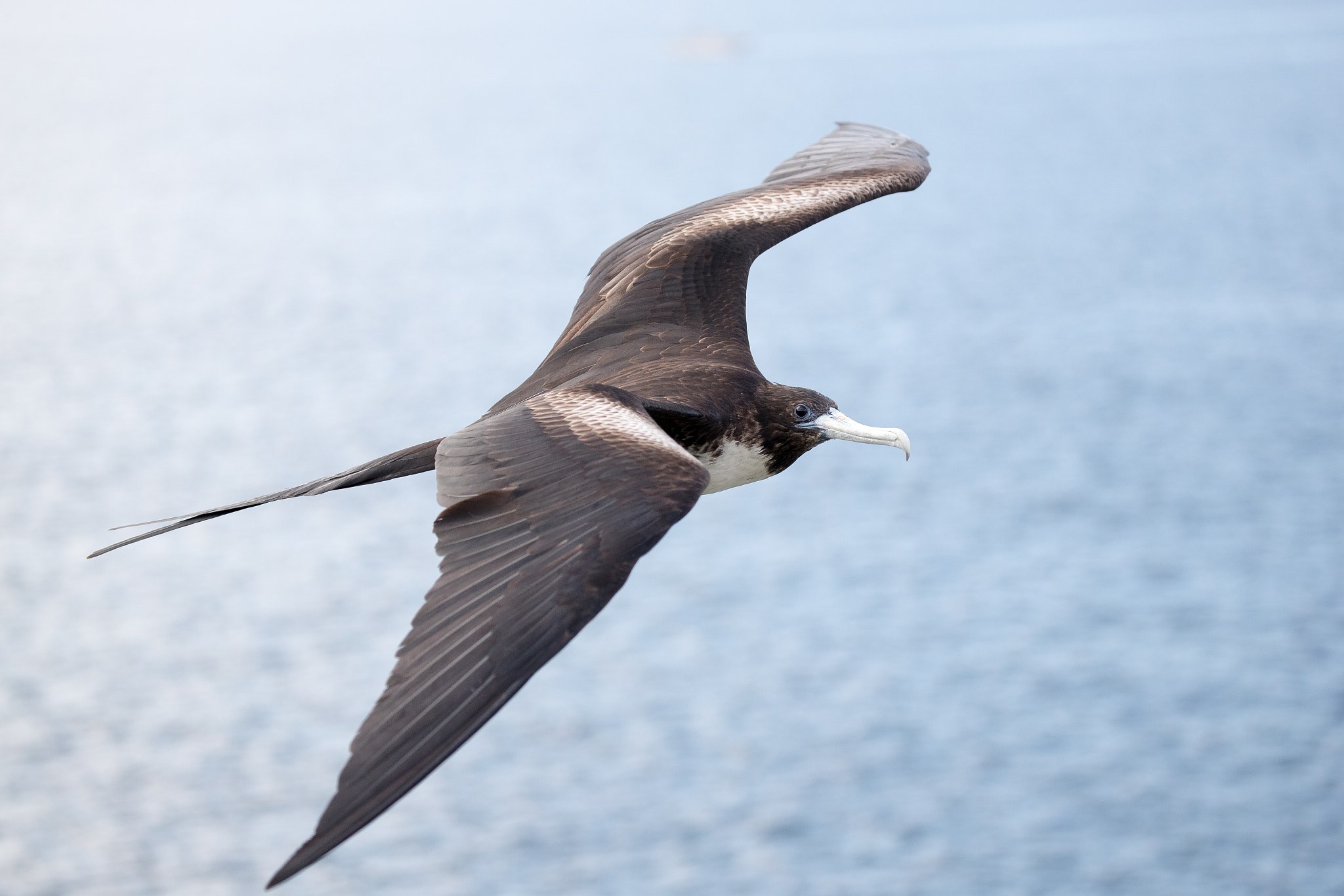 Canon EOS-1D X Mark II sample photo. Frigate bird photography
