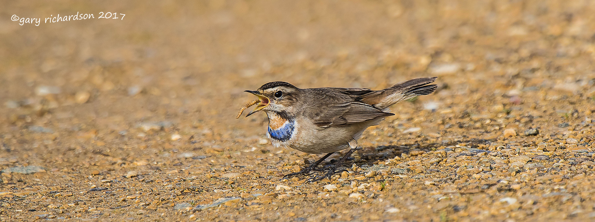 Nikon D810 sample photo. Bluethroat photography