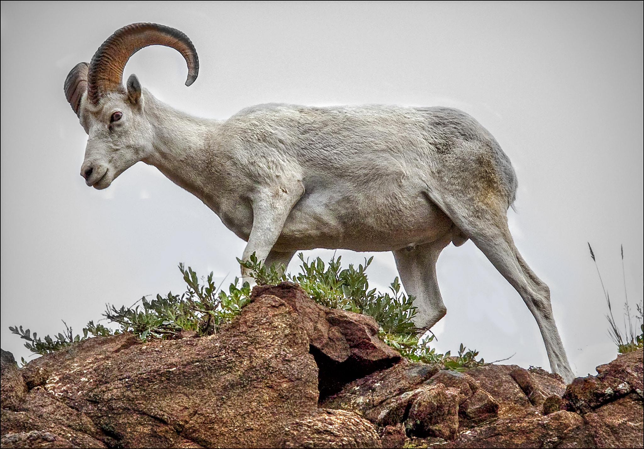 Canon EF-S 18-200mm F3.5-5.6 IS sample photo. Dall sheep on the edge photography