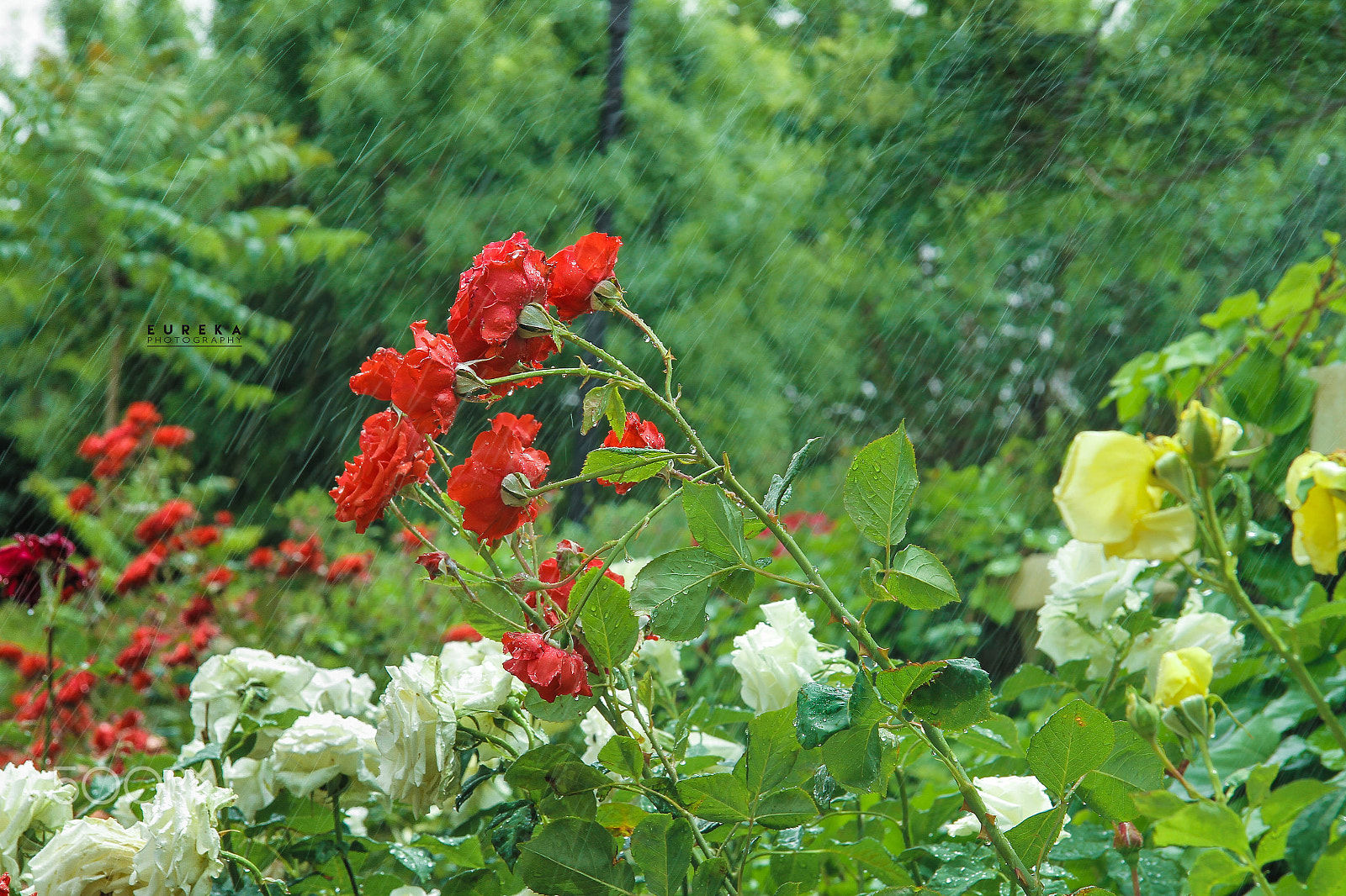 Canon EF-S 17-85mm F4-5.6 IS USM sample photo. Flowers photography