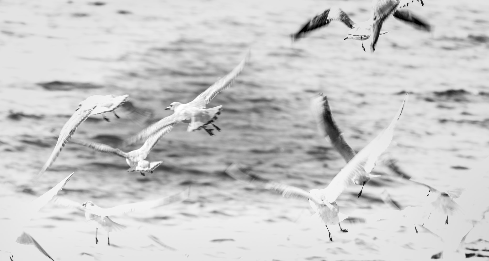 Canon EF 70-200mm F2.8L IS II USM sample photo. Lake flock photography