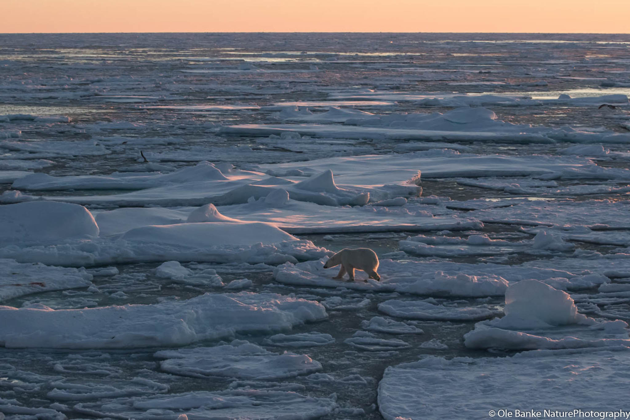 Canon EF 70-300mm F4-5.6L IS USM sample photo. Landscape with polarbear photography