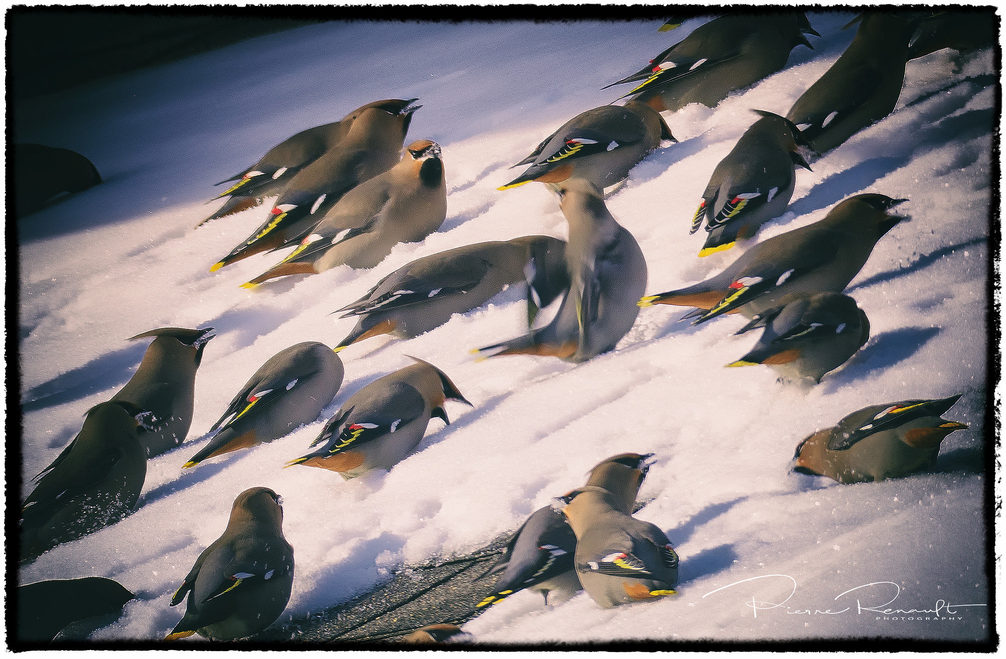 Panasonic Lumix DMC-GH4 + LEICA DG 100-400/F4.0-6.3 sample photo. Waxwings eating snow photography