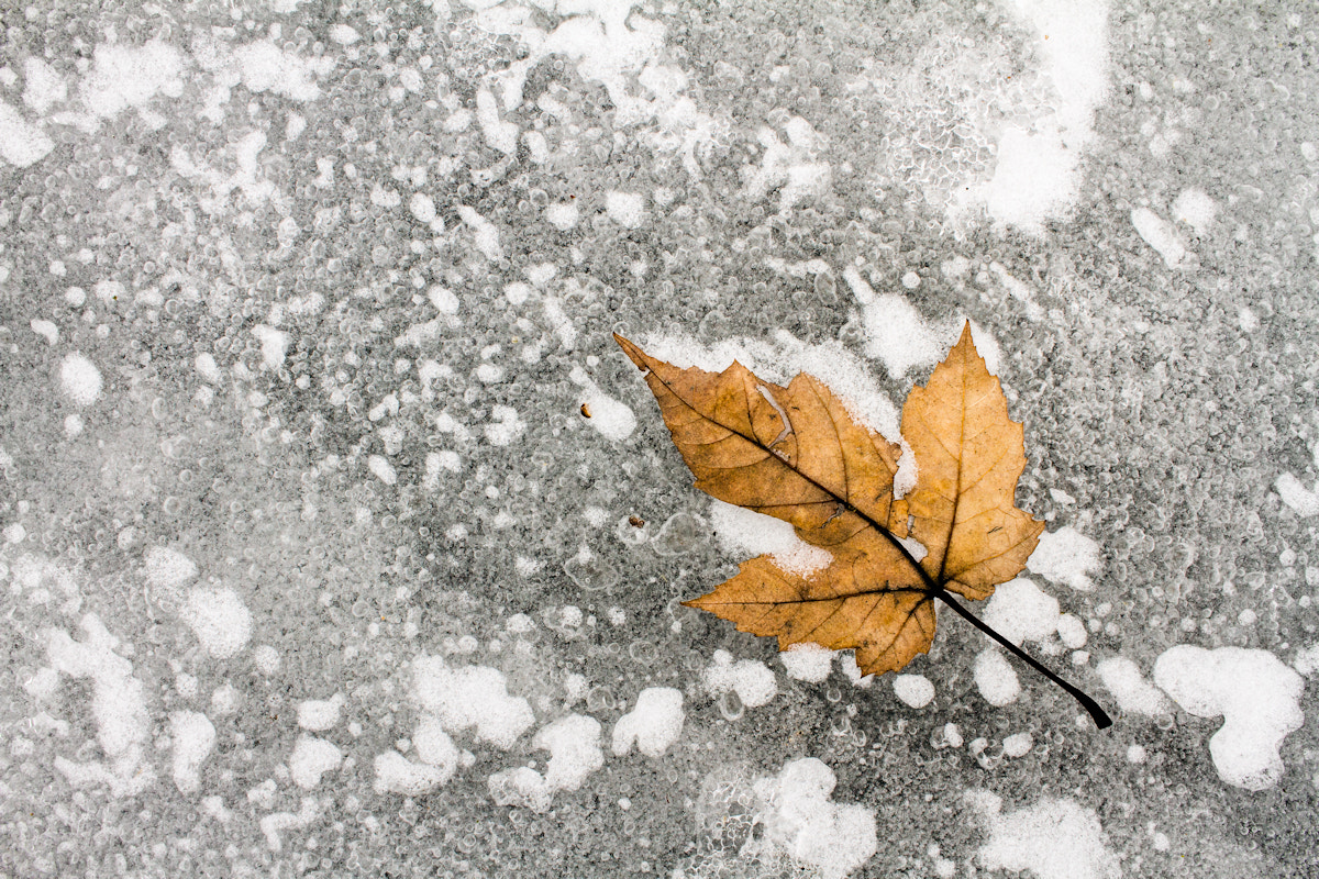 Canon EF-S 24mm F2.8 STM sample photo. Leaf on ice photography