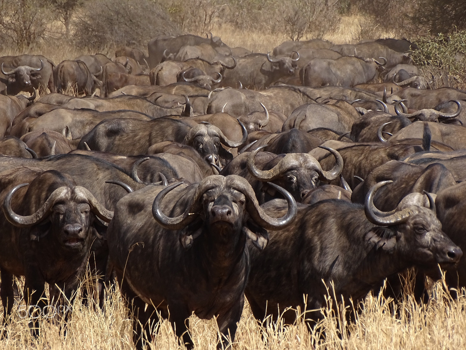 Sony 24-210mm F2.8-6.3 sample photo. Cape buffalo tarangire photography