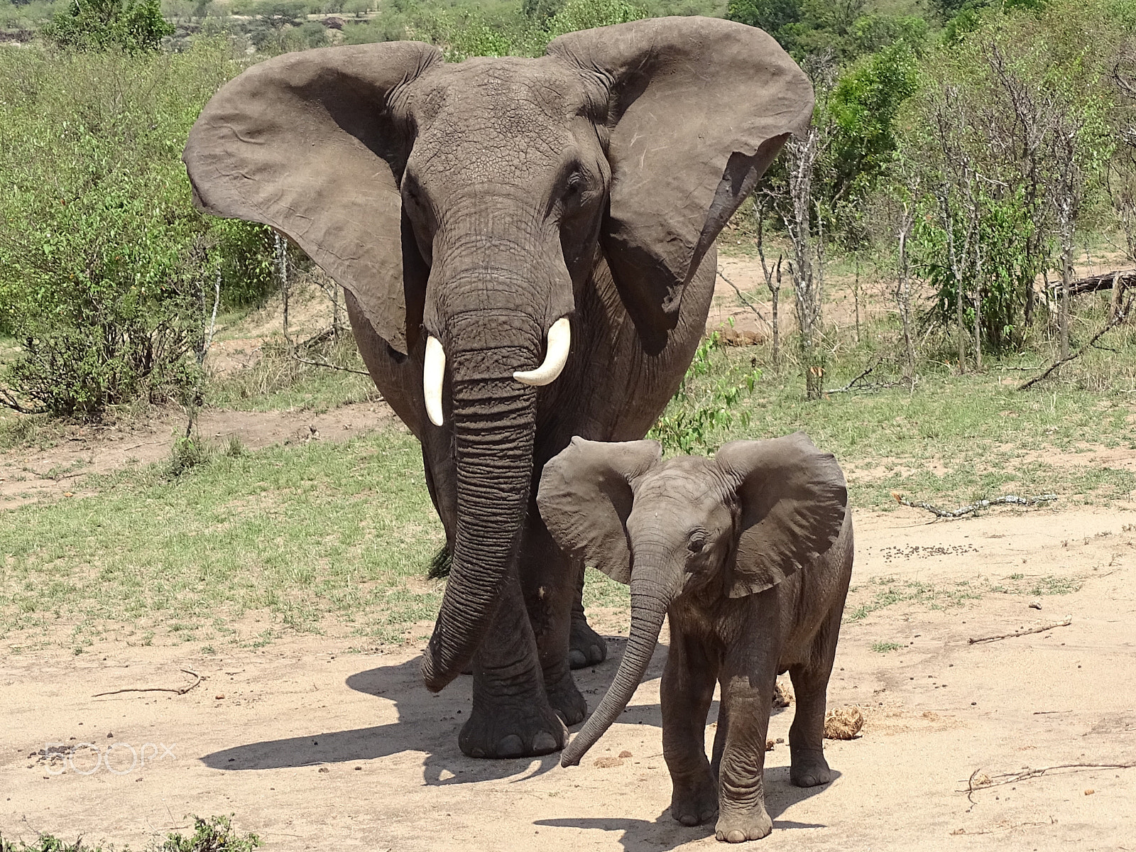 Sony 24-210mm F2.8-6.3 sample photo. Mama elephant & baby, northern serengeti photography