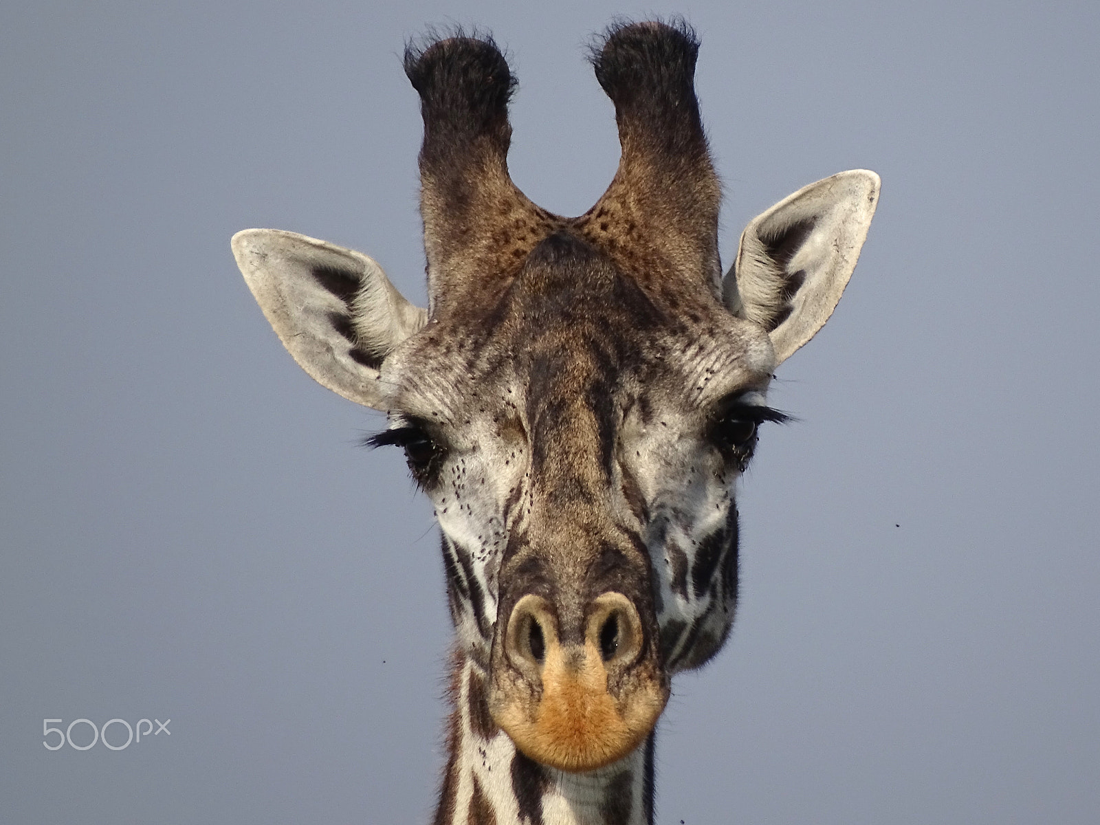 Sony 24-210mm F2.8-6.3 sample photo. Giraffe portrait, northern serengeti photography