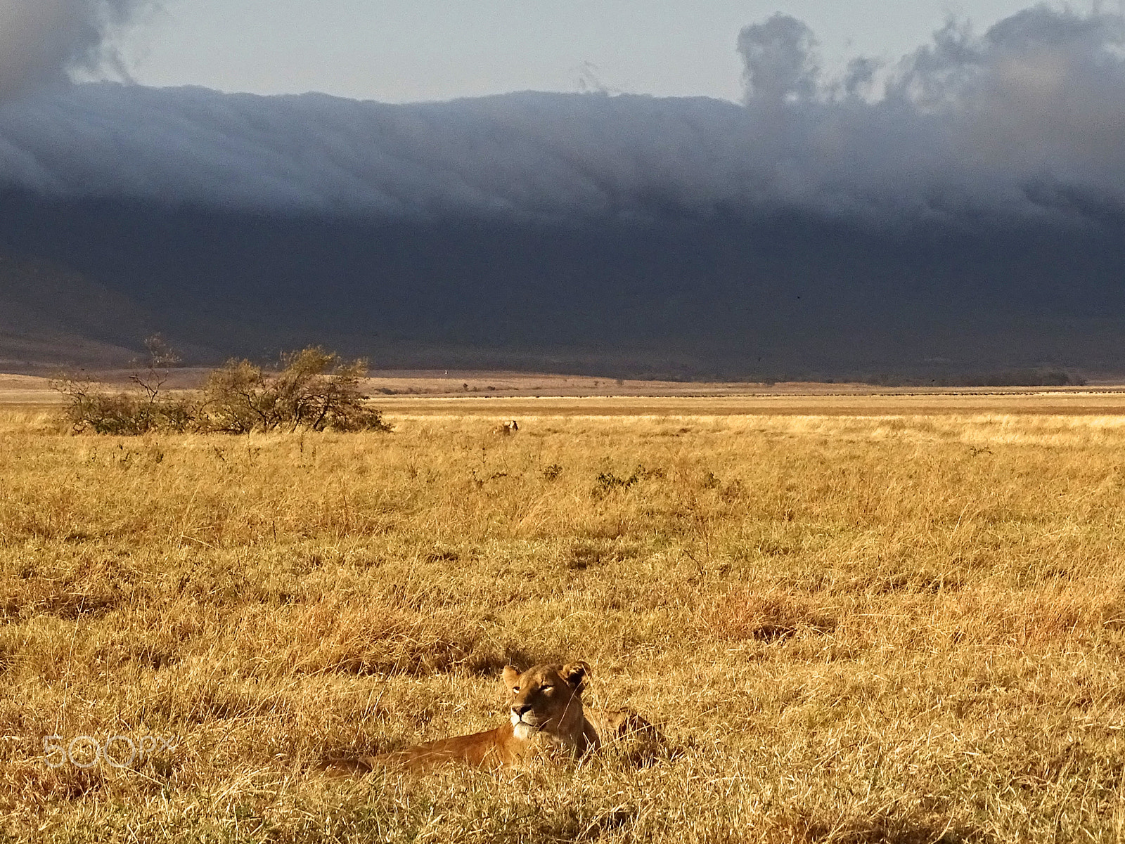 Sony 24-210mm F2.8-6.3 sample photo. Lioness lounging,  ngorongoro crater photography