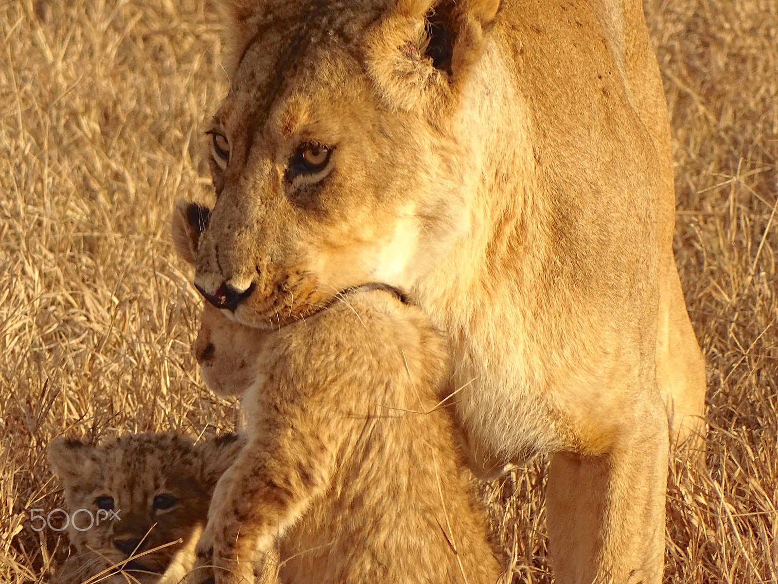 Sony 24-210mm F2.8-6.3 sample photo. Lioness & cub, ngorongoro crater photography