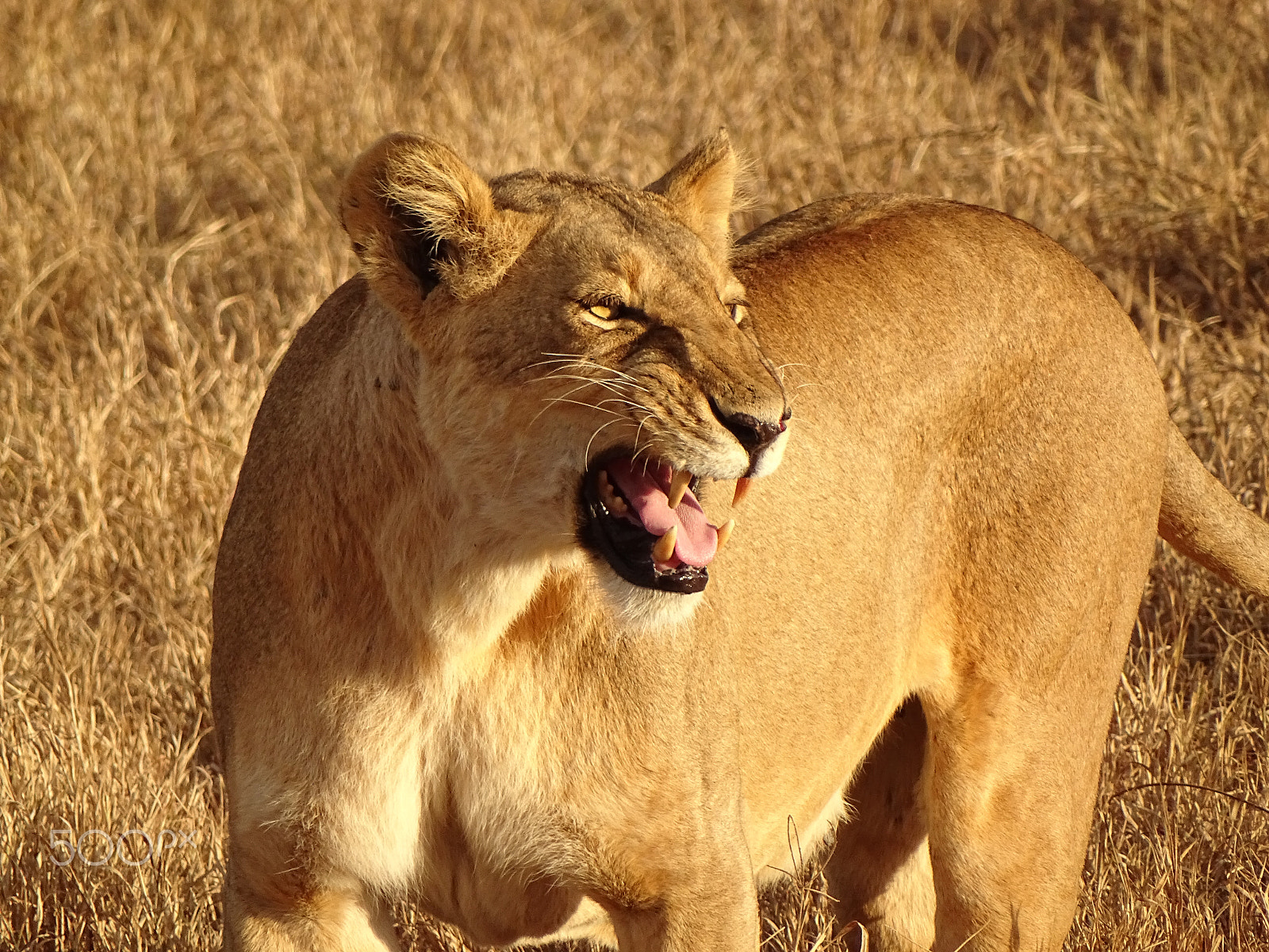 Sony 24-210mm F2.8-6.3 sample photo. Snarling lioness at sunrise, ngorongoro crater photography