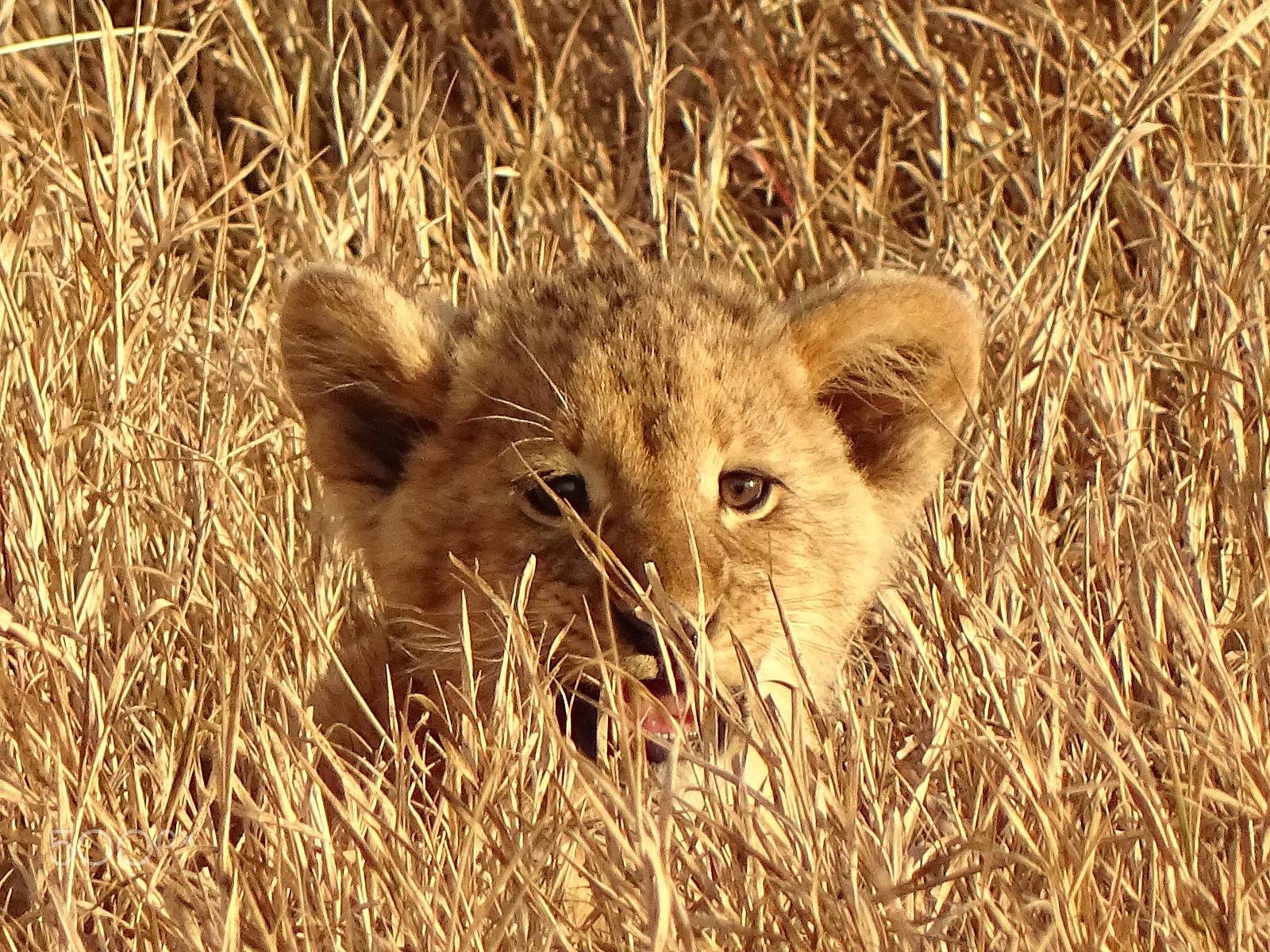 Sony 24-210mm F2.8-6.3 sample photo. Lion cub in tall grass, ngorongoro crater photography