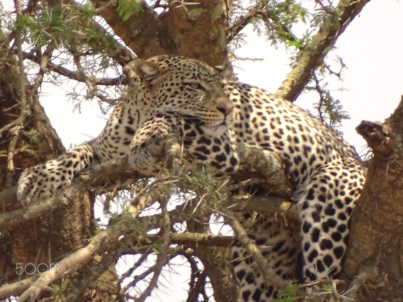 Sony 24-210mm F2.8-6.3 sample photo. Leopard lounging in a tree, central serengeti photography