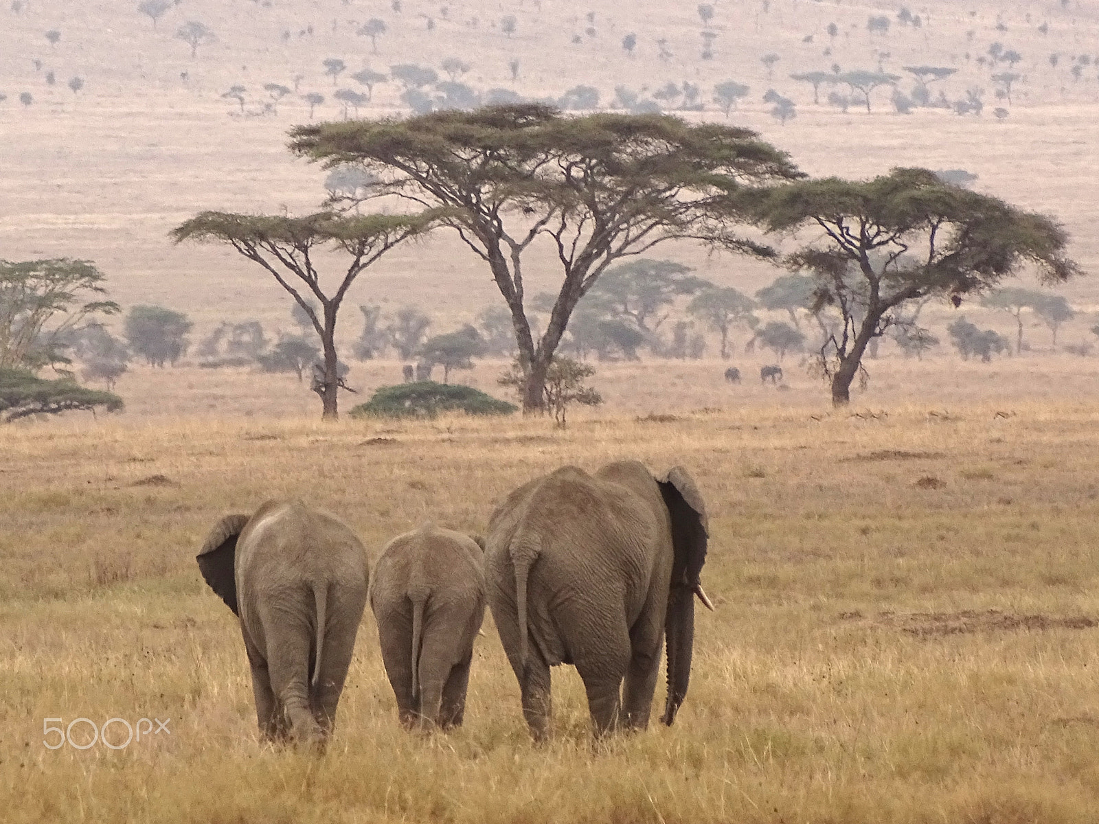Sony 24-210mm F2.8-6.3 sample photo. Elephants walking to horizon, central serengeti photography