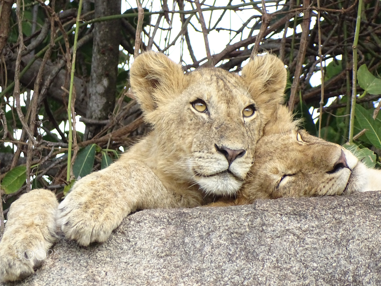 Sony 24-210mm F2.8-6.3 sample photo. Young lions, northern serengeti photography