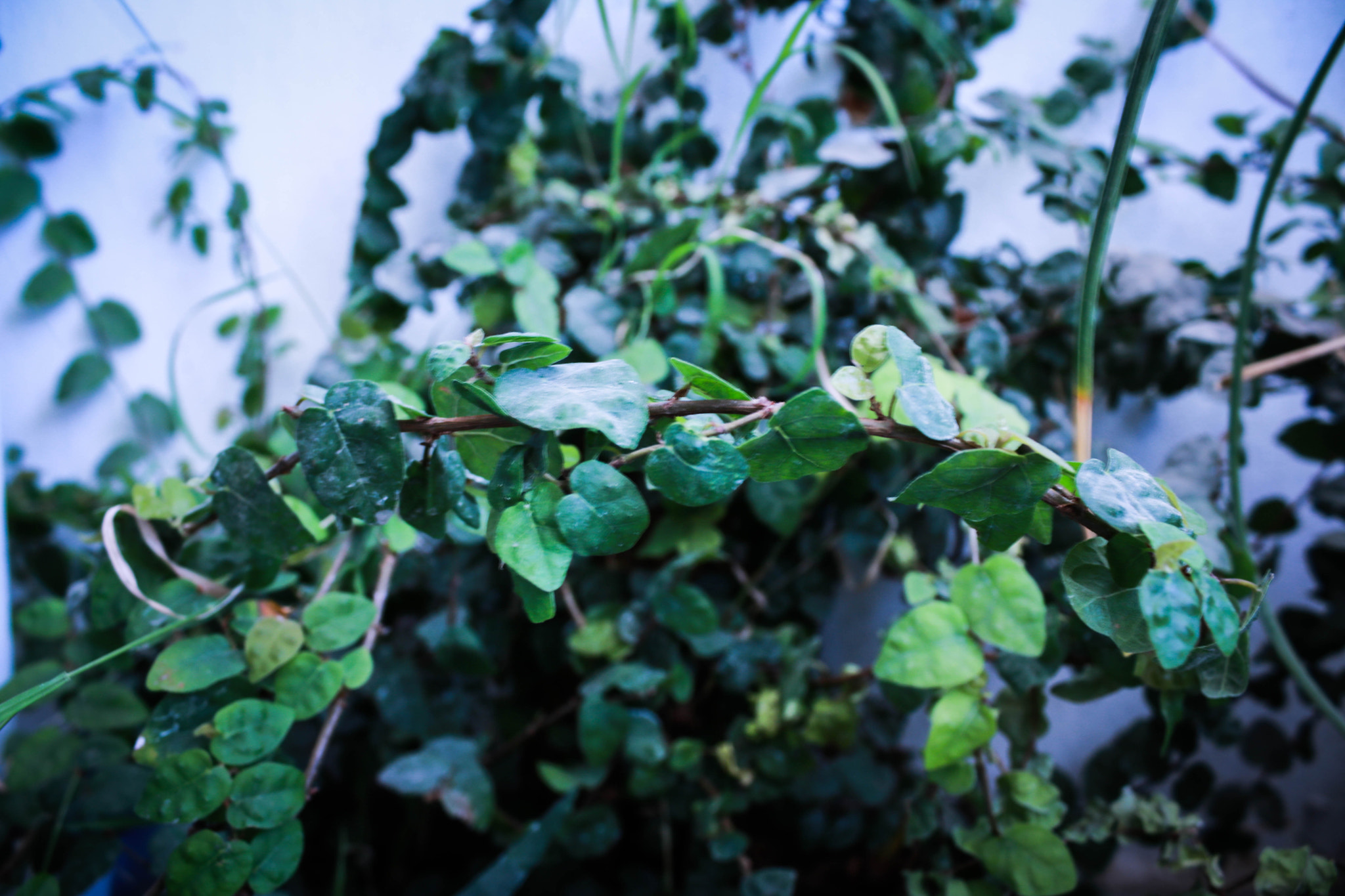 Canon EOS 750D (EOS Rebel T6i / EOS Kiss X8i) sample photo. Blancoyverde photography