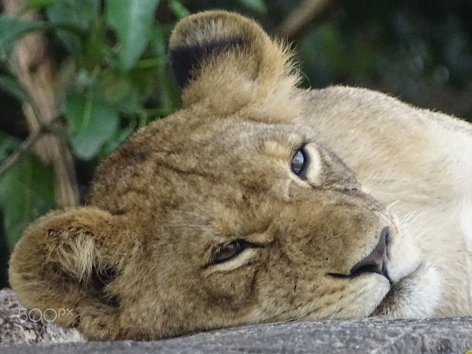 Sony 24-210mm F2.8-6.3 sample photo. Sleepy lion cub, northern serengeti photography