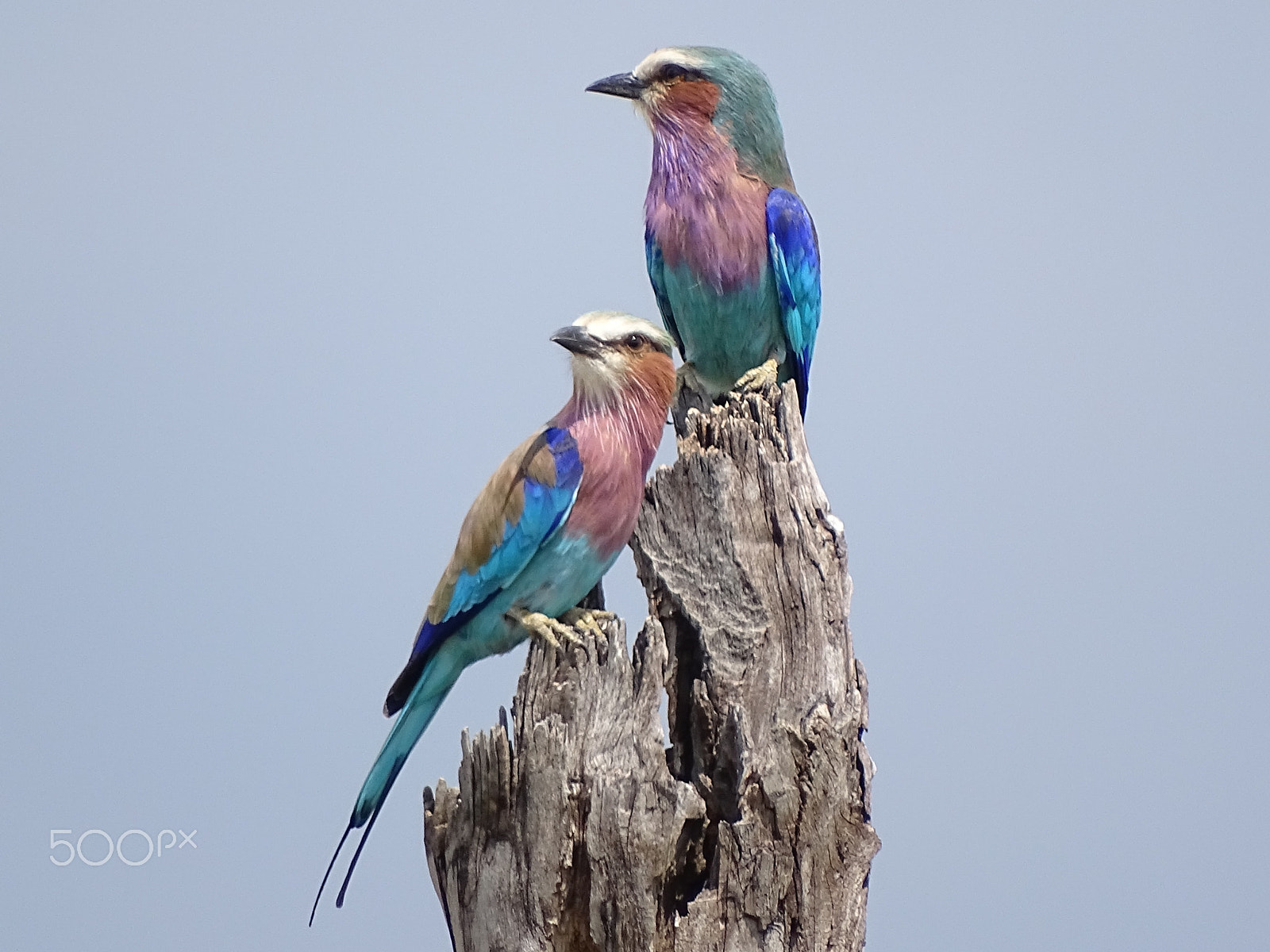 Sony 24-210mm F2.8-6.3 sample photo. Lilac-breasted rollers, northern serengeti photography