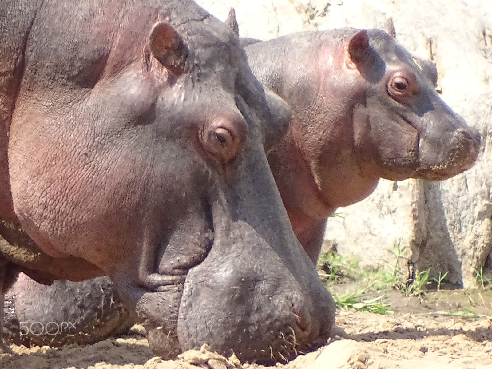 Sony 24-210mm F2.8-6.3 sample photo. Mama hippo & baby, northern serengeti photography