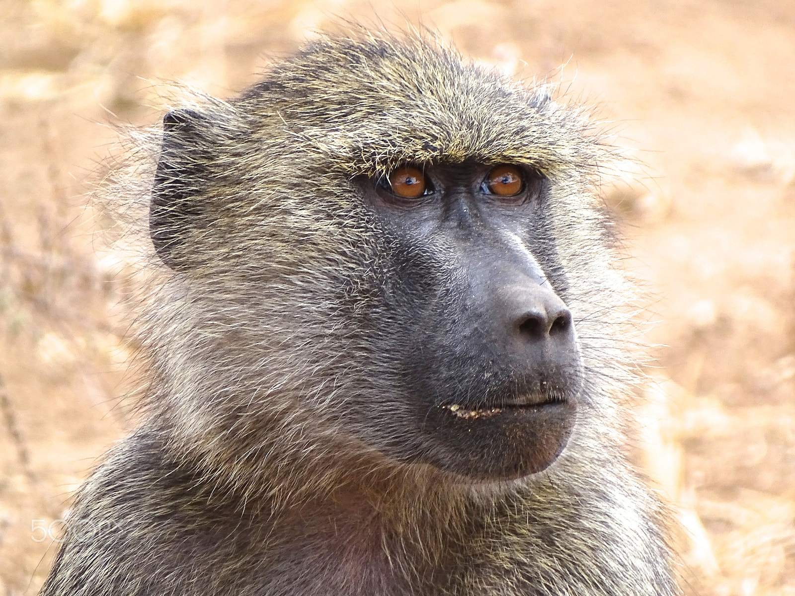 Sony 24-210mm F2.8-6.3 sample photo. Baboon portrait - tarangire tanzania photography