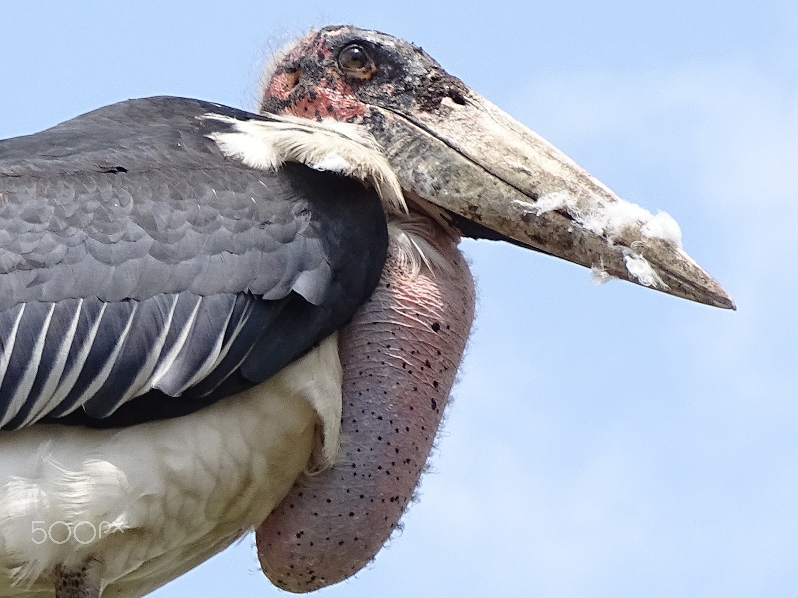 Sony 24-210mm F2.8-6.3 sample photo. Marabou stork in profile, northern serengeti photography