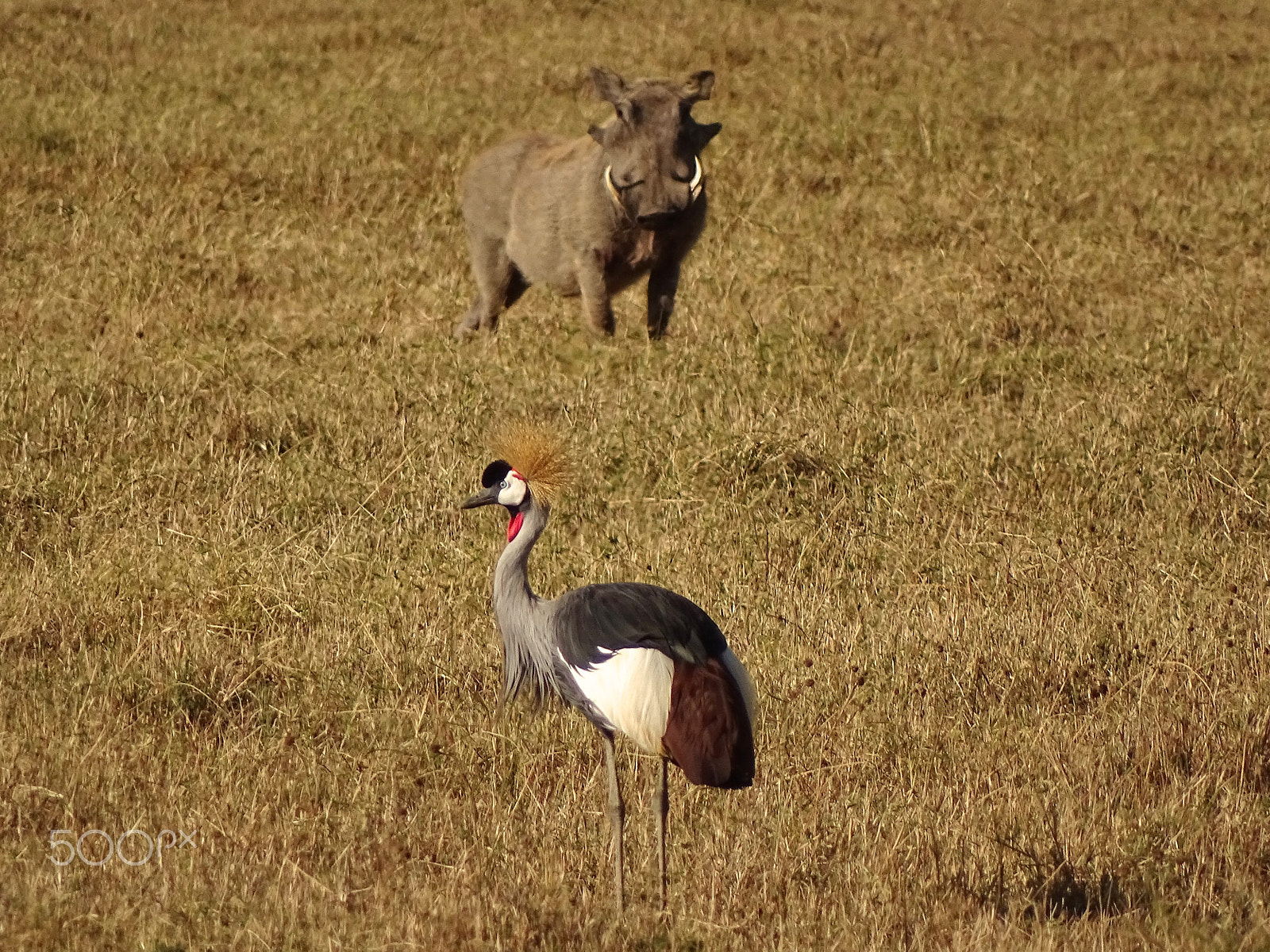 Sony 24-210mm F2.8-6.3 sample photo. Crowned crane & warthog, ngorongoro crater photography