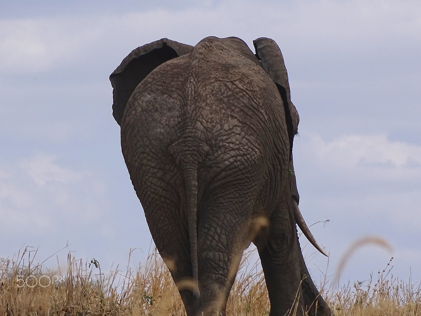 Sony 24-210mm F2.8-6.3 sample photo. Elephant (from behind), tarangire, tanzania photography