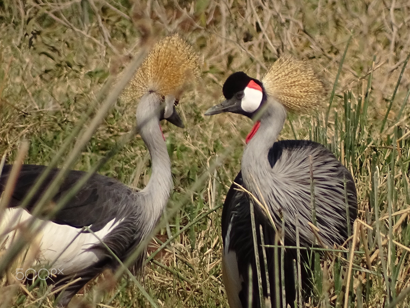 Sony 24-210mm F2.8-6.3 sample photo. Crowned cranes couple, ngorongoro crater photography