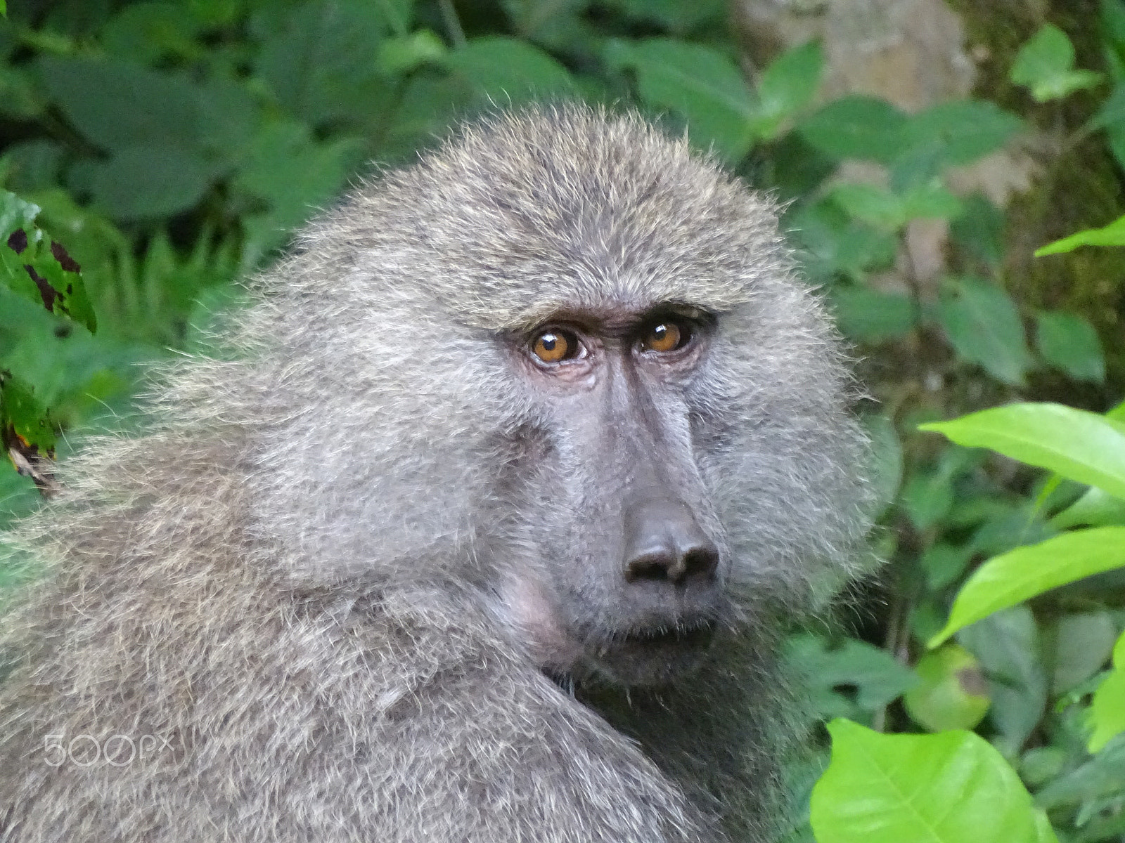 Sony 24-210mm F2.8-6.3 sample photo. Baboon - arusha, tanzania photography